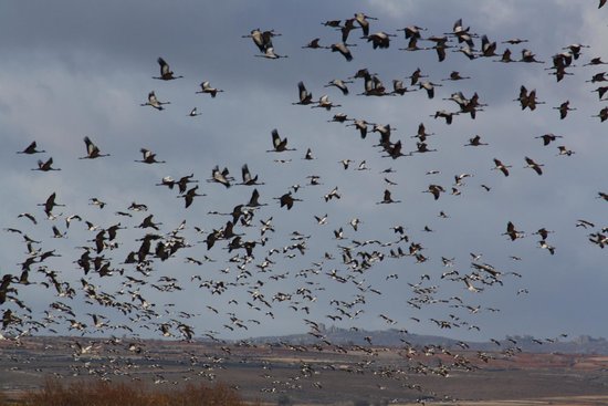 Laguna de Gallocanta (Zaragoza)