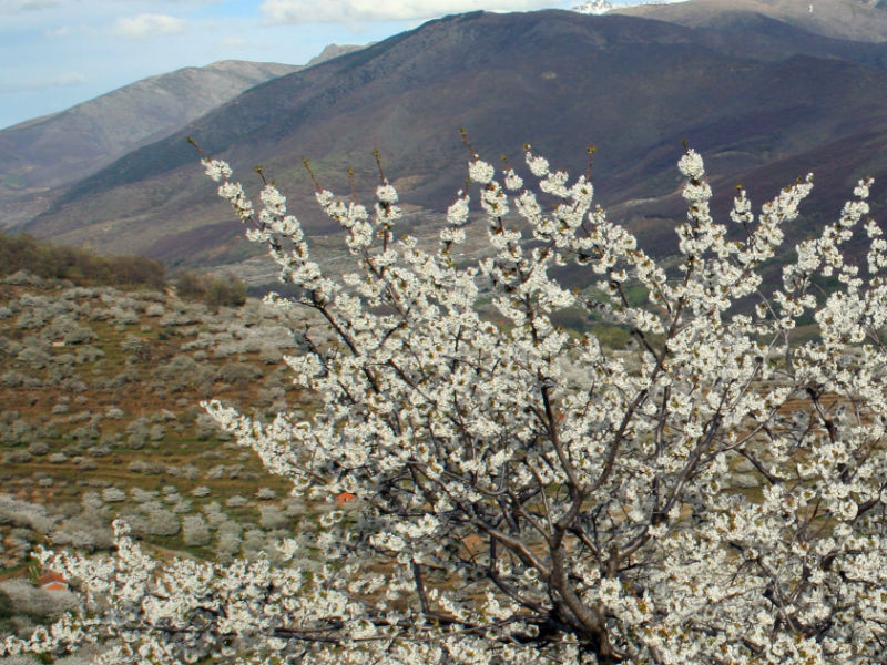 Valle del Jerte: Cerezos en flor