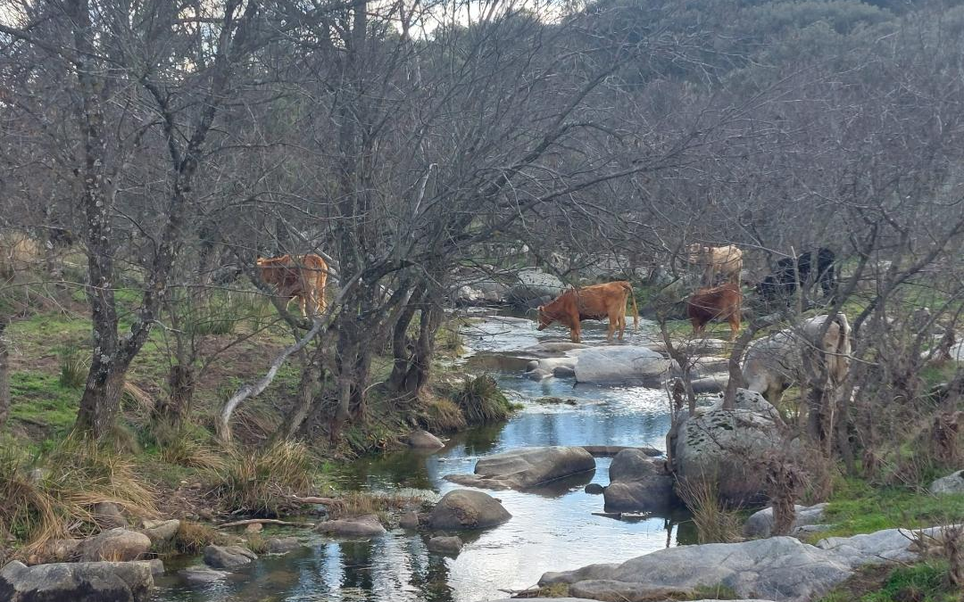 Ruta de los molinos de Navagalamella y embalse de Cerro Alarcón
